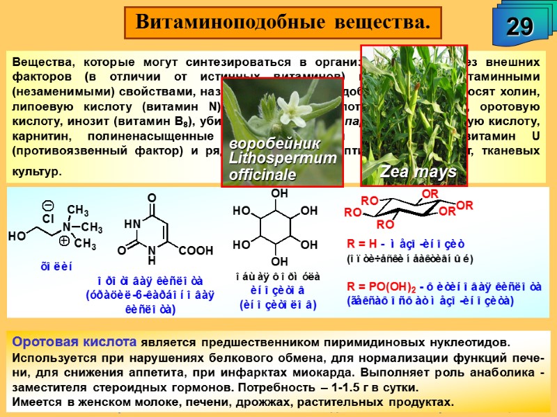 А.М. Чибиряев 